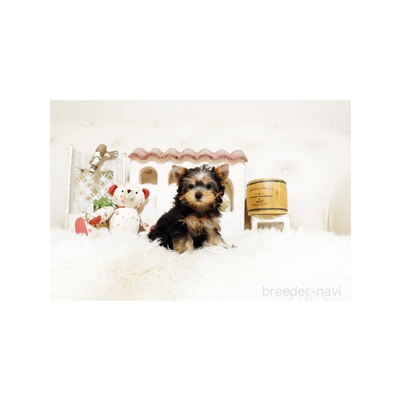 成約済の佐賀県のヨークシャーテリア-414653の3枚目