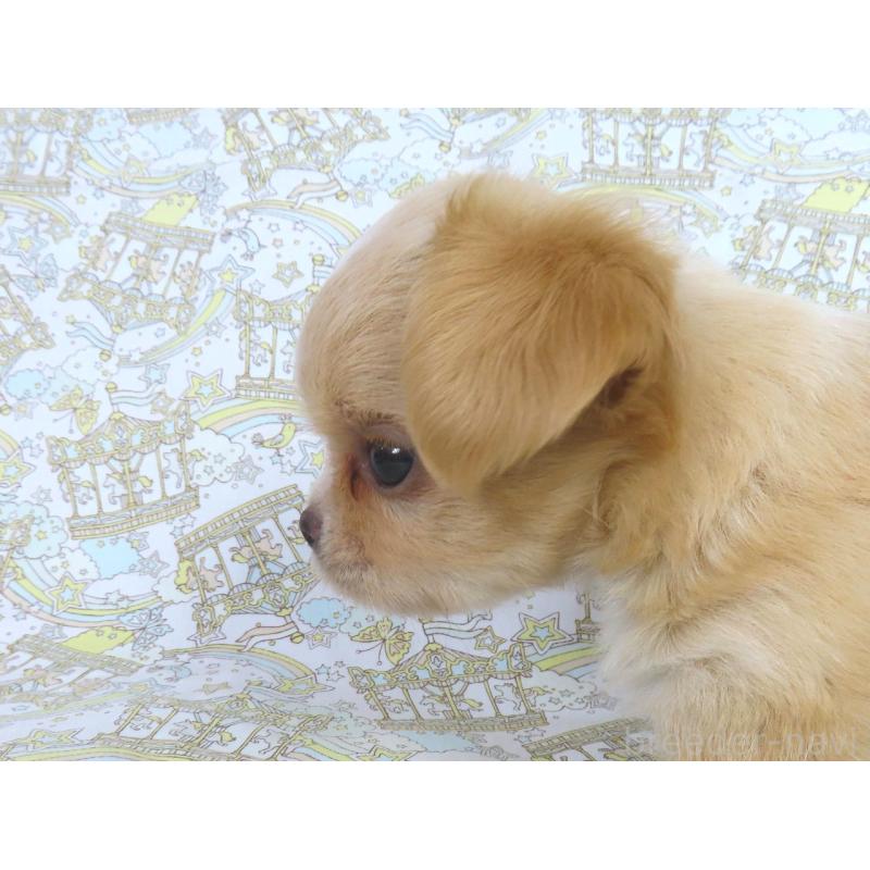 成約済の千葉県のチワワ(ロングコート)-417532の9枚目