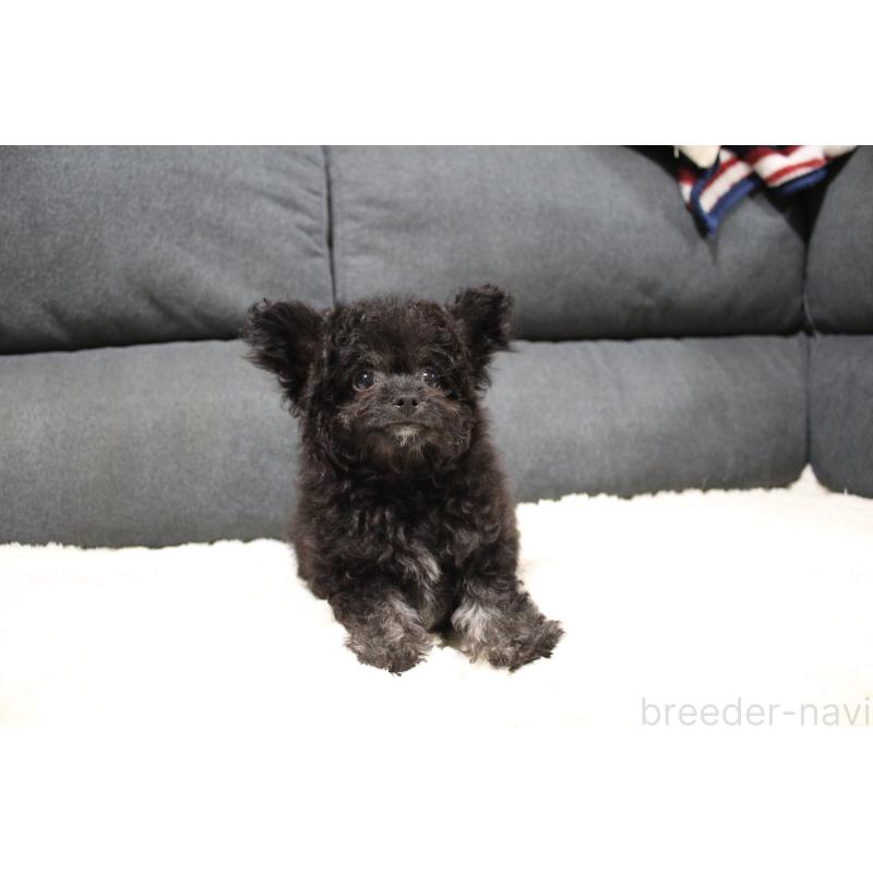 販売中の愛知県のチワプー:チワワ×トイプードル-413333の6枚目