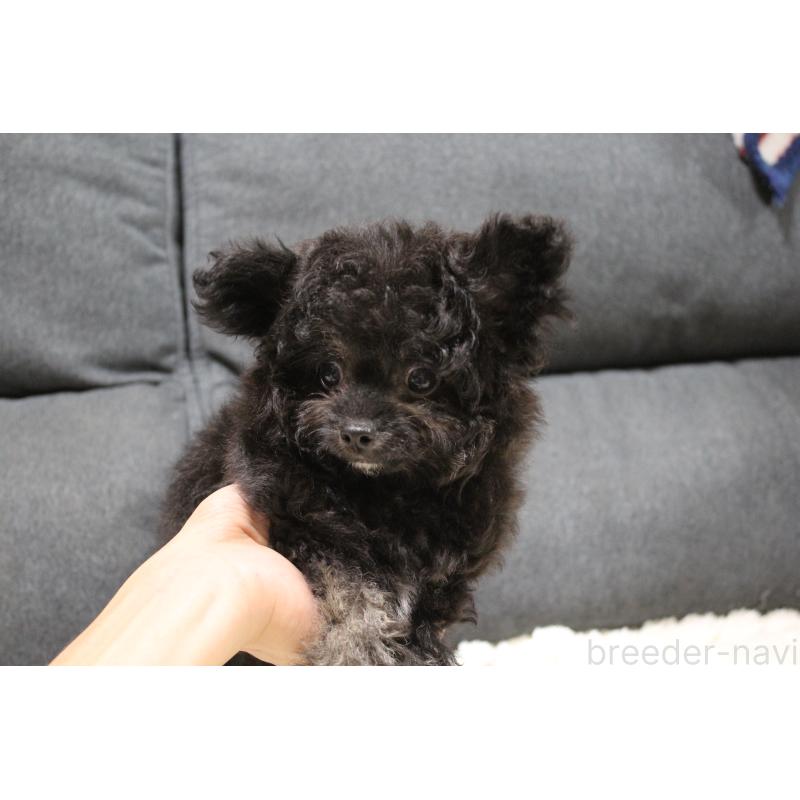 販売中の愛知県のチワプー:チワワ×トイプードル-413333の5枚目