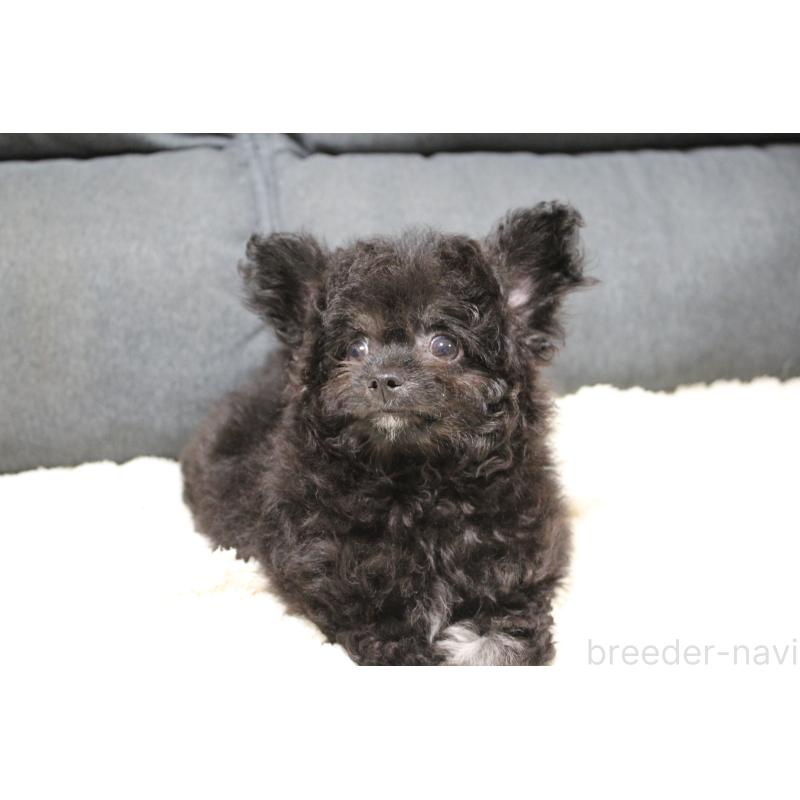 販売中の愛知県のチワプー:チワワ×トイプードル-413333の4枚目