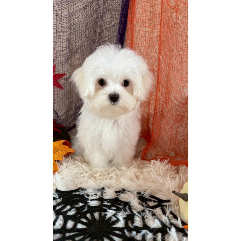 販売中の長野県のマルチーズ-402011の3枚目