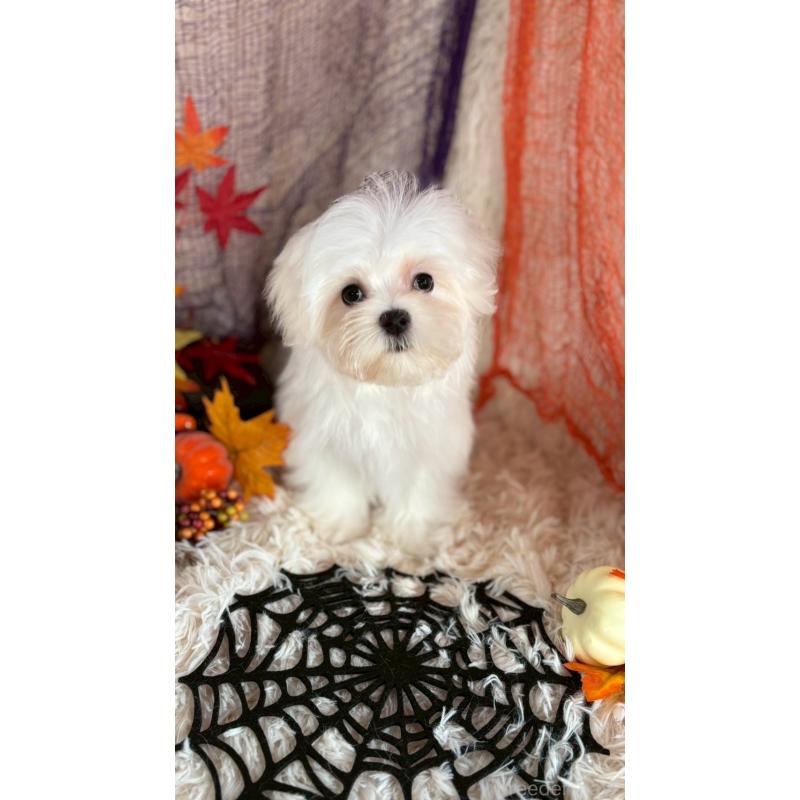 販売中の長野県のマルチーズ-402011の2枚目