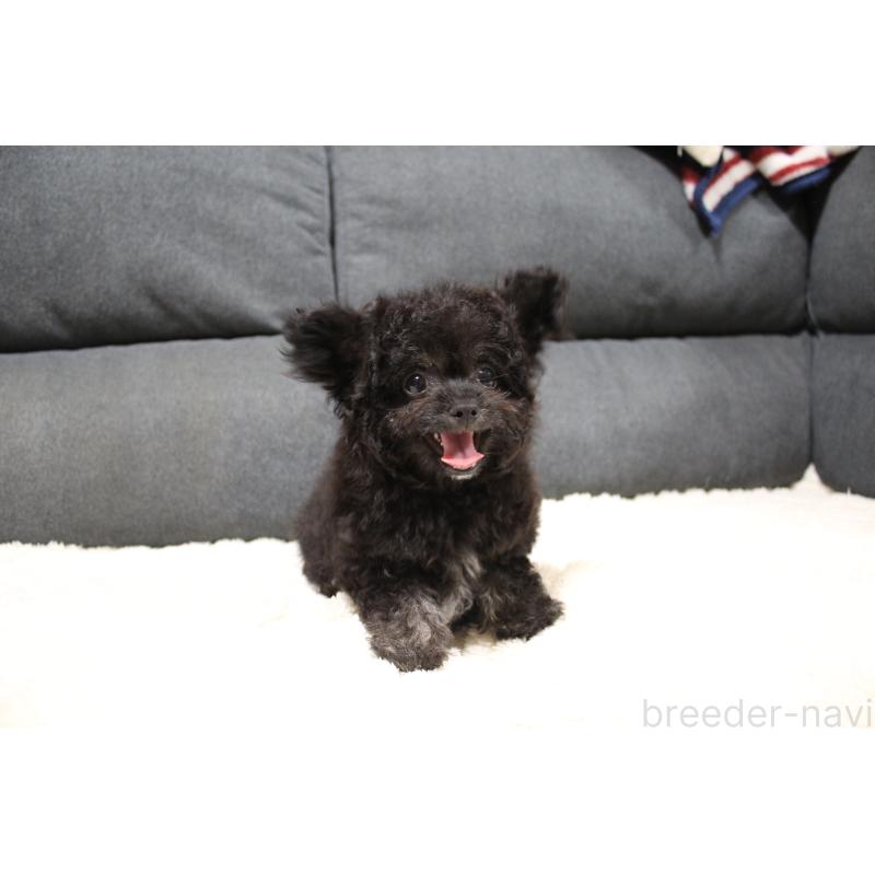 販売中の愛知県のチワプー:チワワ×トイプードル-413333の3枚目