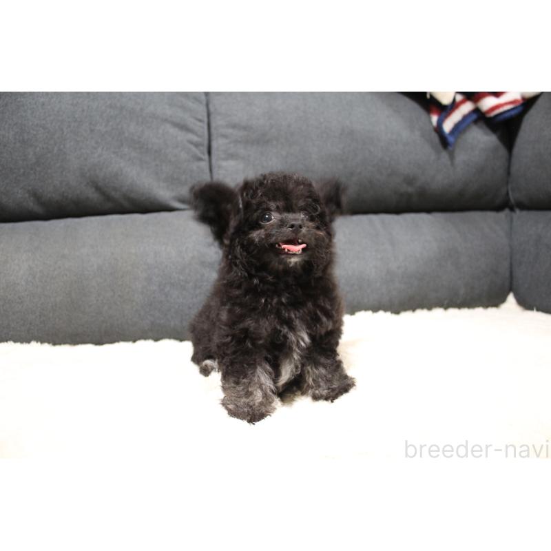 販売中の愛知県のチワプー:チワワ×トイプードル-413333の2枚目