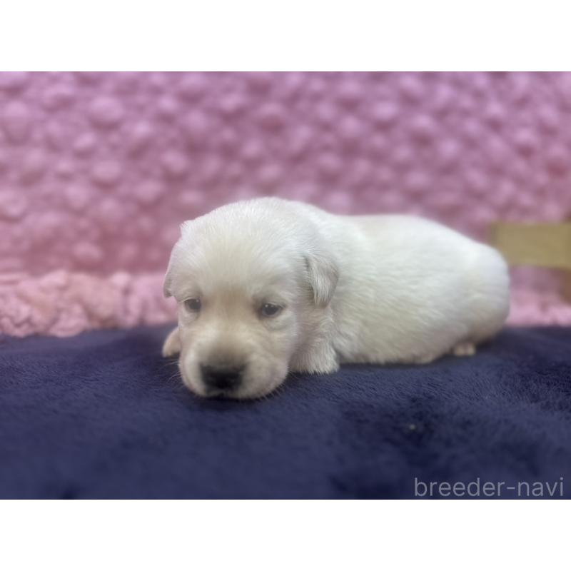 販売中の茨城県のラブラドールレトリーバー-419449の3枚目