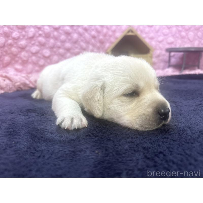 販売中の茨城県のラブラドールレトリーバー-419450の6枚目