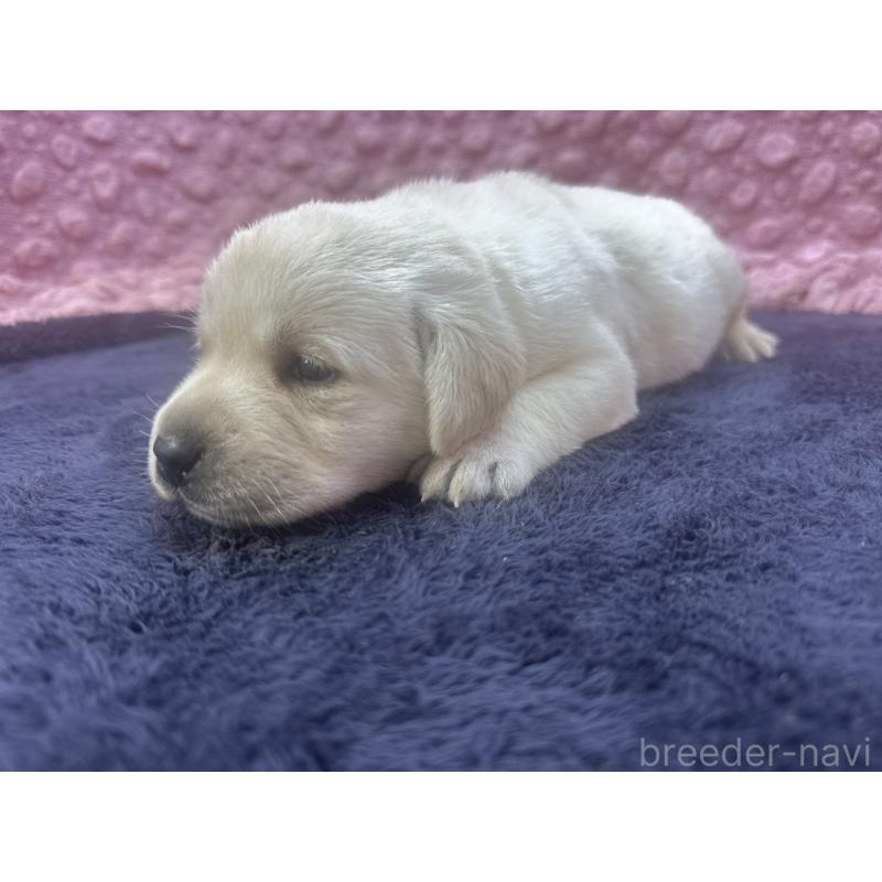 販売中の茨城県のラブラドールレトリーバー-419450の3枚目