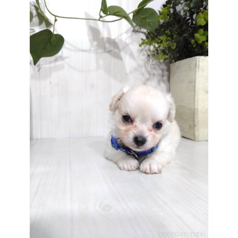販売中の三重県のミックス犬-419451の1枚目