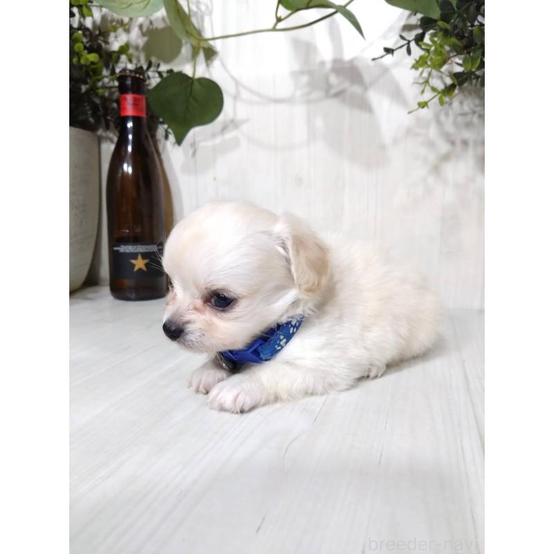 販売中の三重県のミックス犬-419451の7枚目