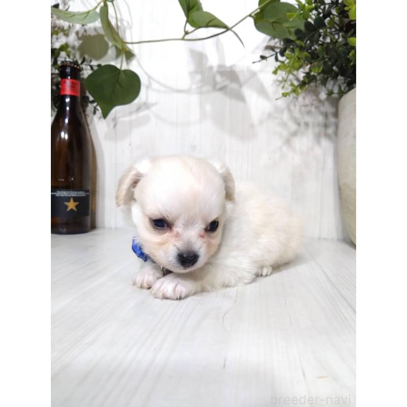 販売中の三重県のミックス犬-419451の6枚目