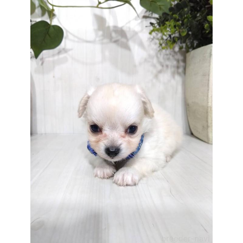 販売中の三重県のミックス犬-419451の4枚目