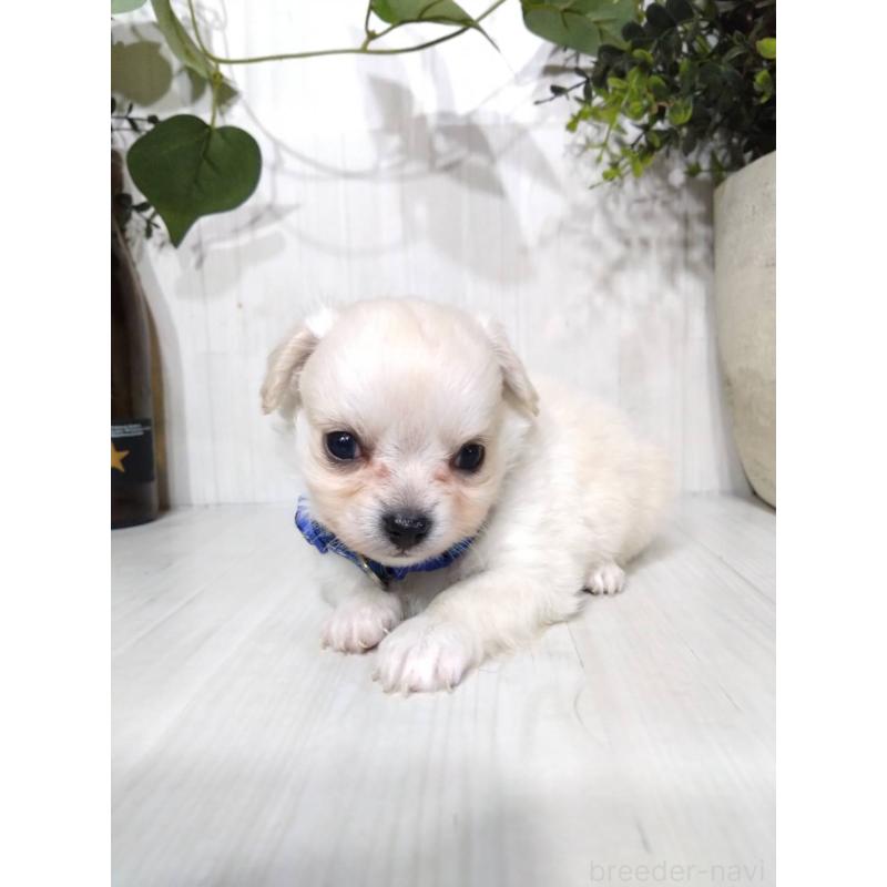 販売中の三重県のミックス犬-419451の3枚目