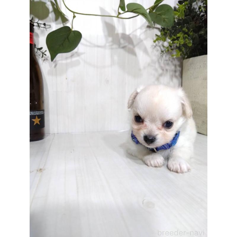 販売中の三重県のミックス犬-419451の2枚目