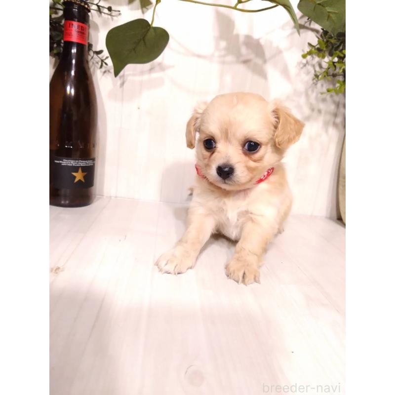 販売中の三重県のミックス犬-419452の8枚目