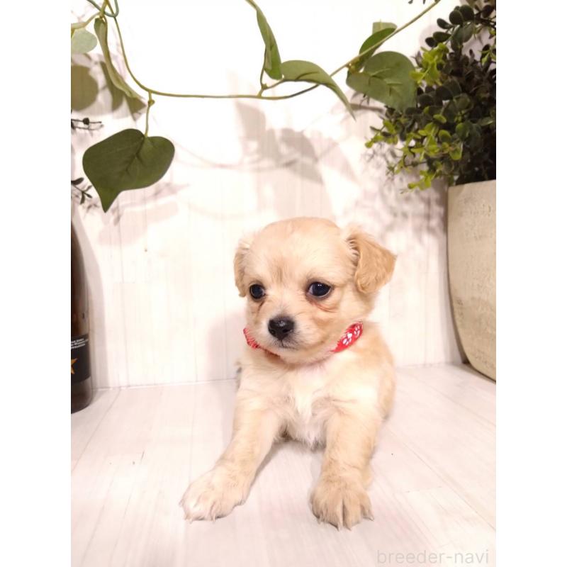 販売中の三重県のミックス犬-419452の7枚目