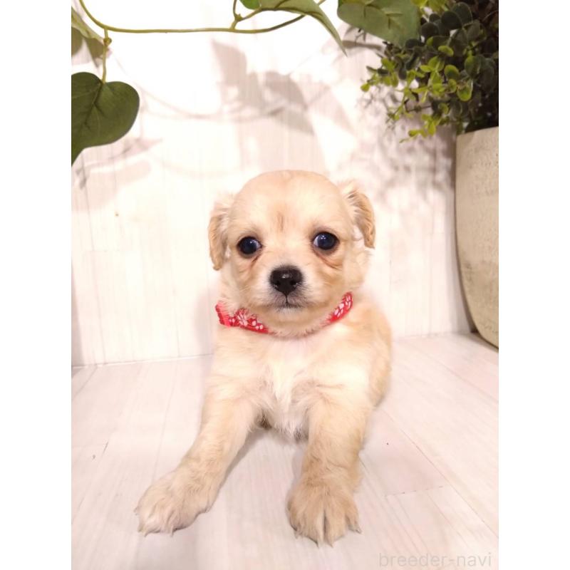 販売中の三重県のミックス犬-419452の6枚目