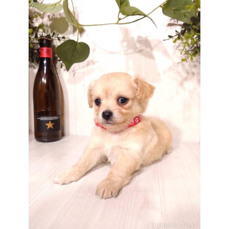 販売中の三重県のミックス犬-419452の5枚目