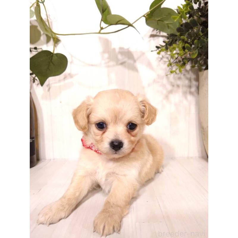 販売中の三重県のミックス犬-419452