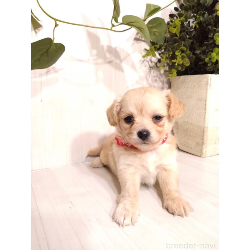 販売中の三重県のミックス犬-419452の3枚目