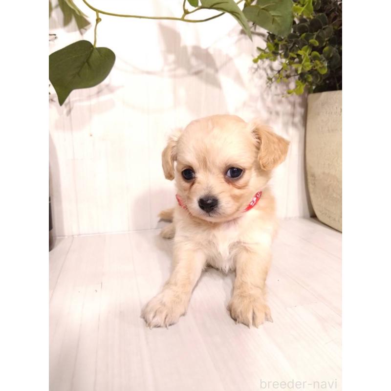 販売中の三重県のミックス犬-419452の2枚目