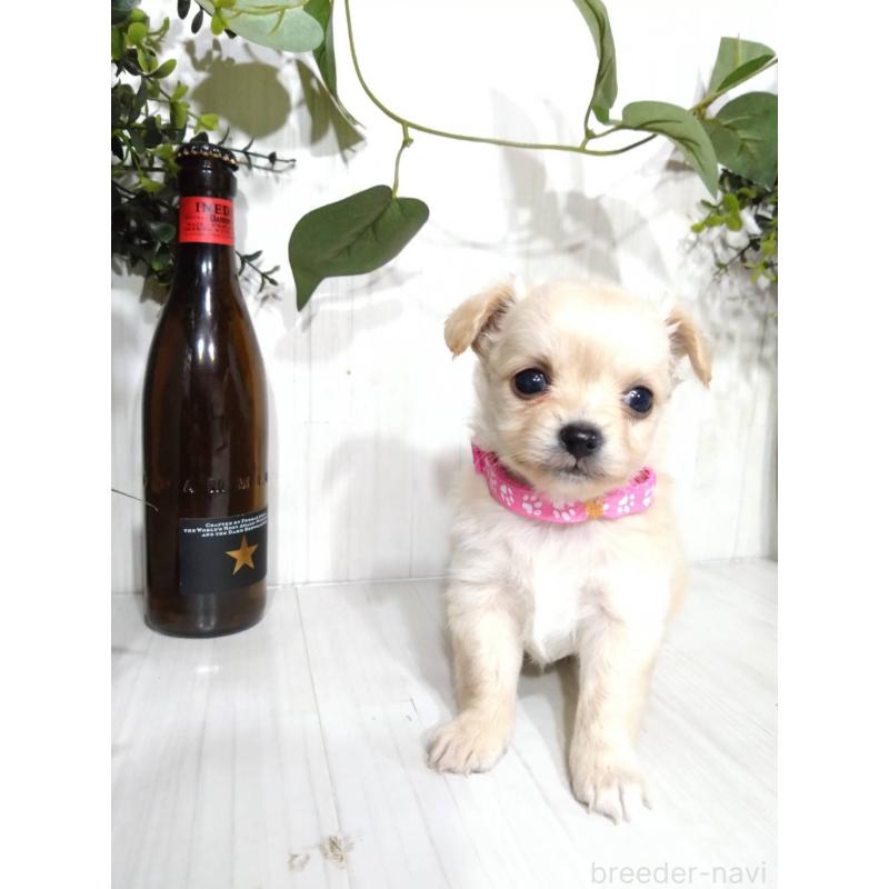 販売中の三重県のミックス犬-419454の8枚目