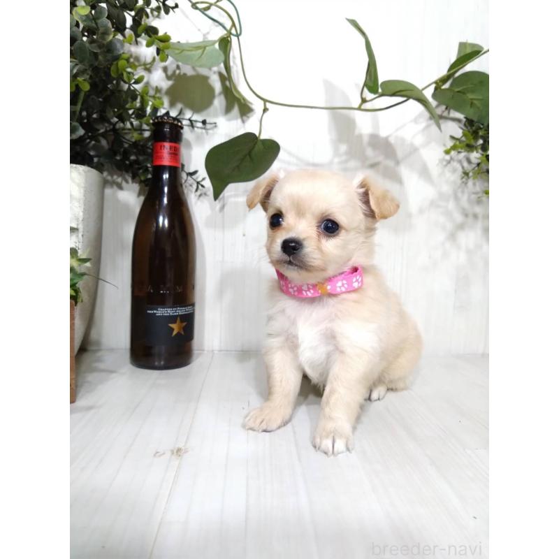 販売中の三重県のミックス犬-419454の7枚目