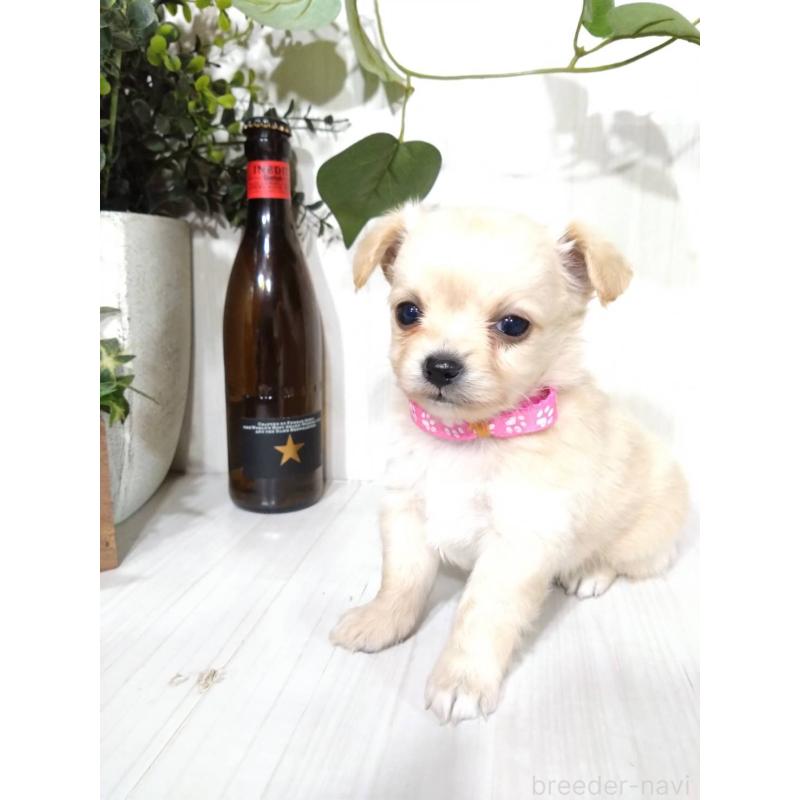 販売中の三重県のミックス犬-419454の5枚目