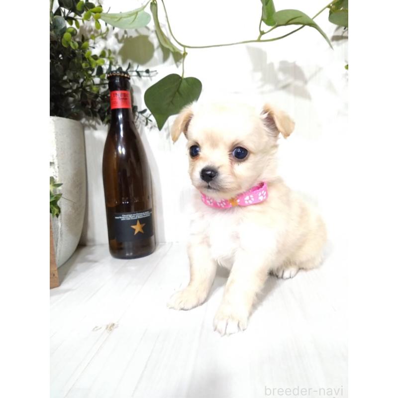 販売中の三重県のミックス犬-419454
