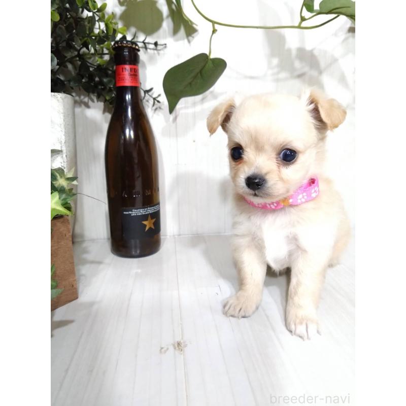 販売中の三重県のミックス犬-419454の4枚目