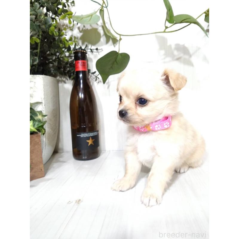 販売中の三重県のミックス犬-419454の3枚目