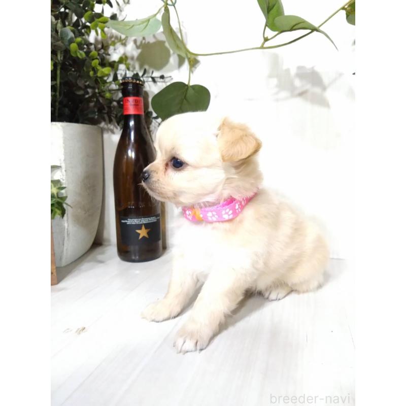 販売中の三重県のミックス犬-419454の2枚目