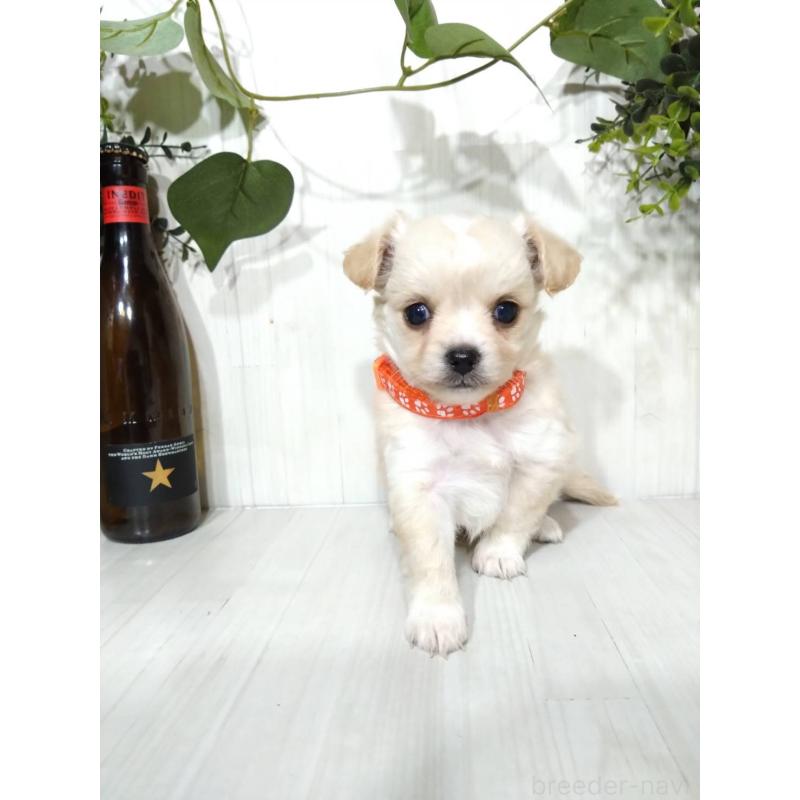 販売中の三重県のミックス犬-419455の8枚目
