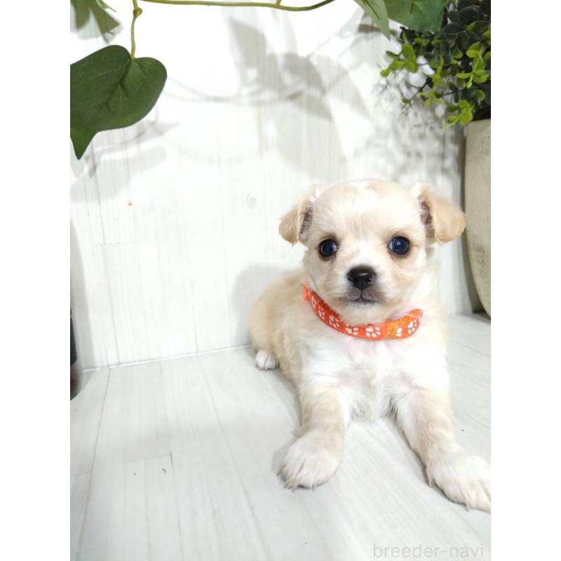 販売中の三重県のミックス犬-419455の6枚目