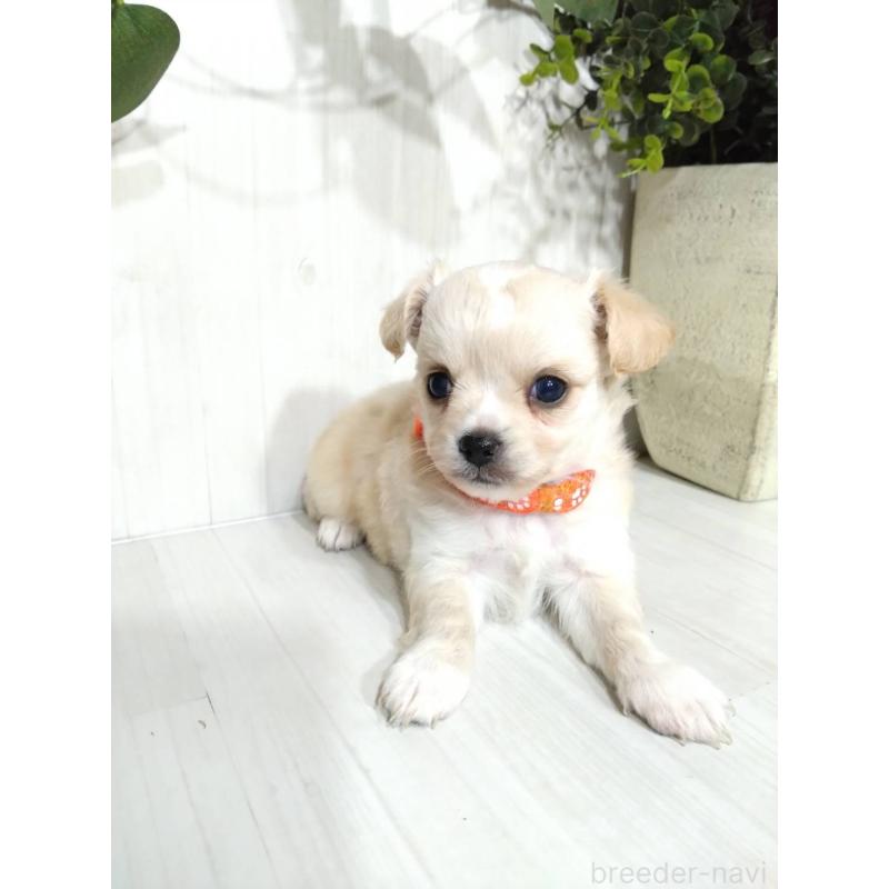 販売中の三重県のミックス犬-419455の7枚目