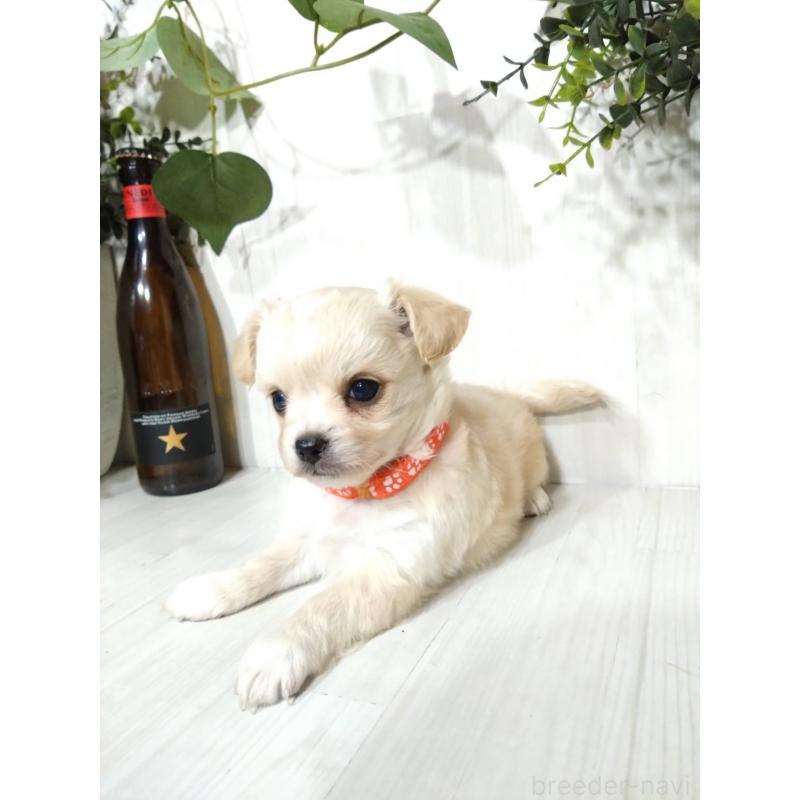 販売中の三重県のミックス犬-419455の5枚目