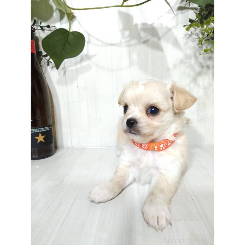 販売中の三重県のミックス犬-419455の4枚目