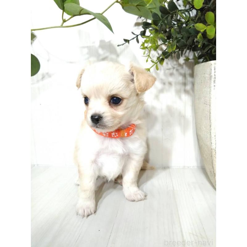 販売中の三重県のミックス犬-419455の3枚目
