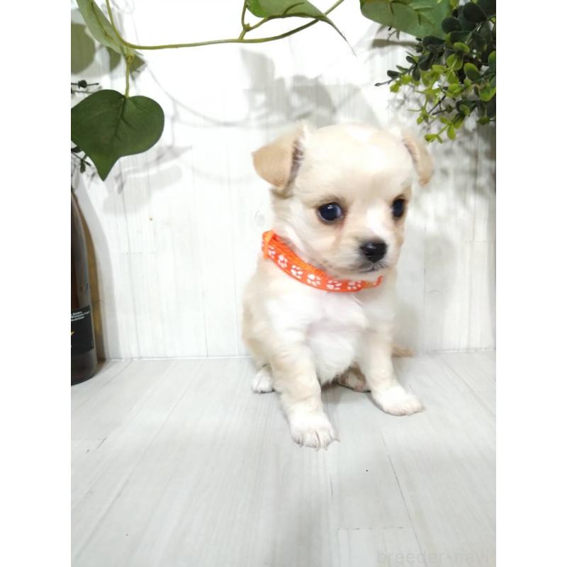 販売中の三重県のミックス犬-419455の2枚目