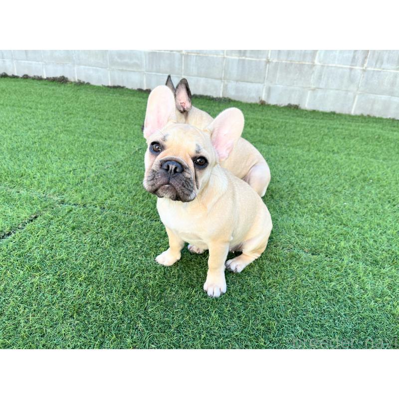 販売中の広島県のフレンチブルドッグ-397163の4枚目