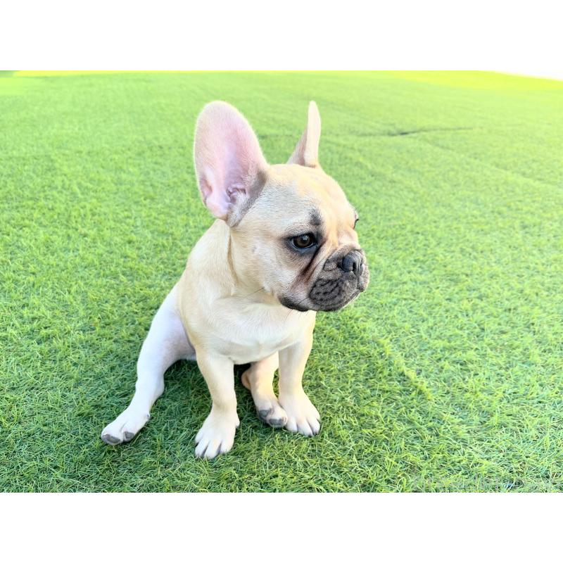 販売中の広島県のフレンチブルドッグ-397163の3枚目