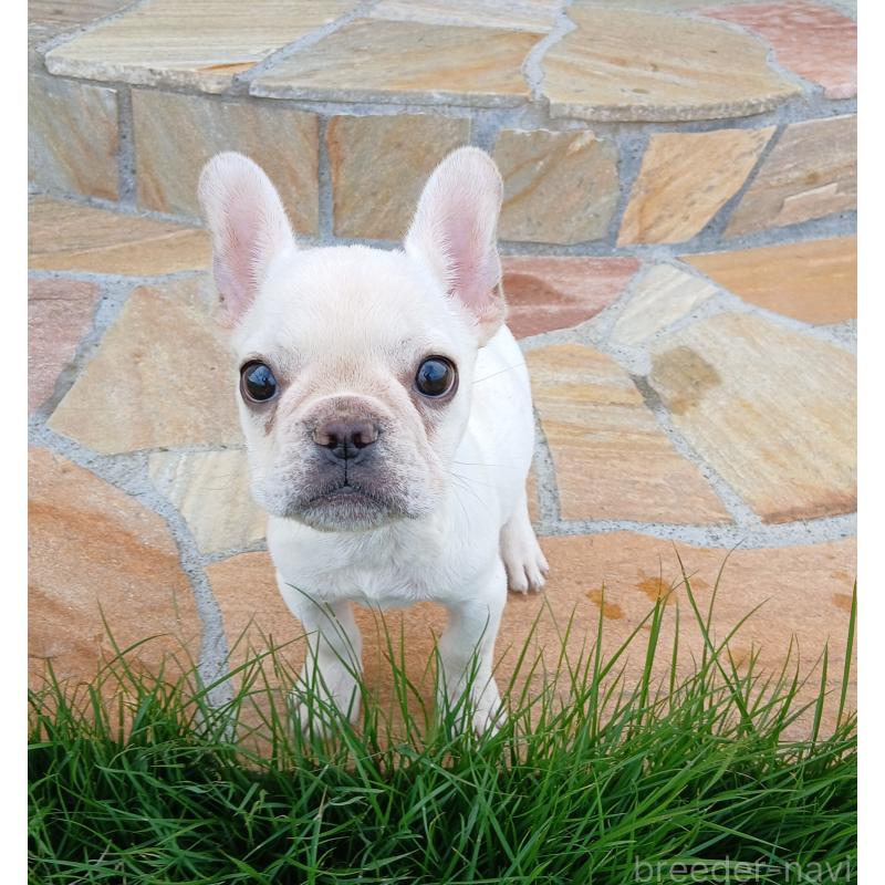 販売中の茨城県のフレンチブルドッグ-406674の2枚目