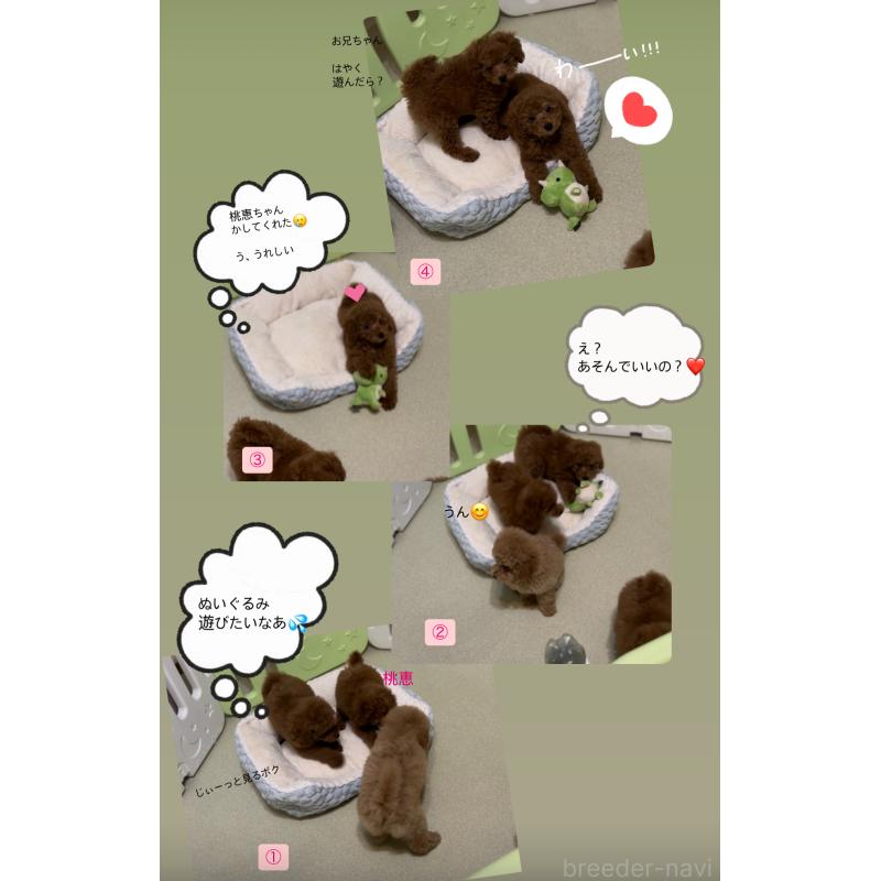 販売中の香川県のトイプードル-413165の7枚目