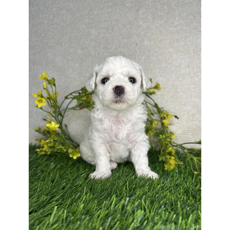 販売中の埼玉県のビションフリーゼ-417054の5枚目