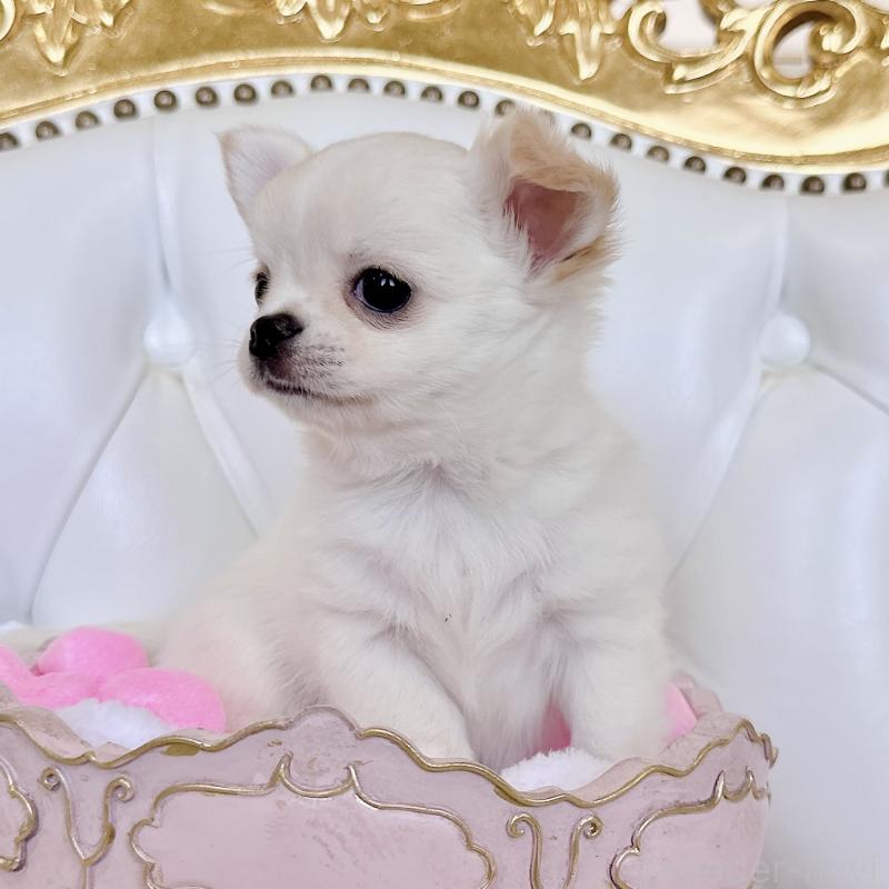 成約済の福岡県のチワワ(ロングコート)-416089の19枚目