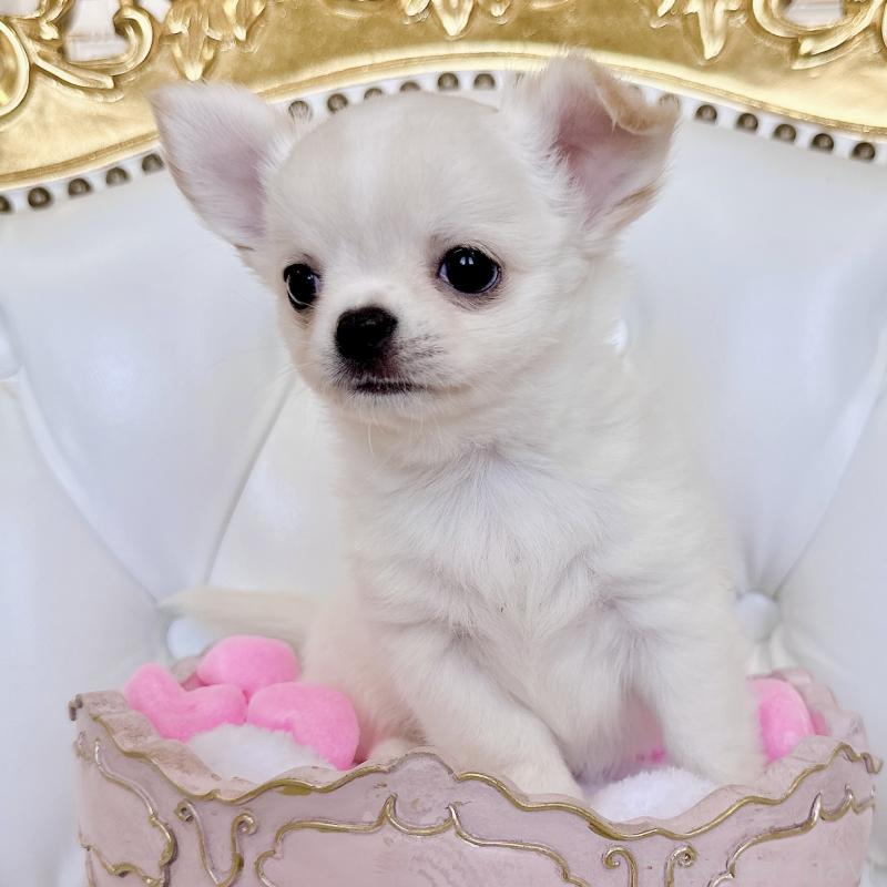 成約済の福岡県のチワワ(ロングコート)-416089の18枚目