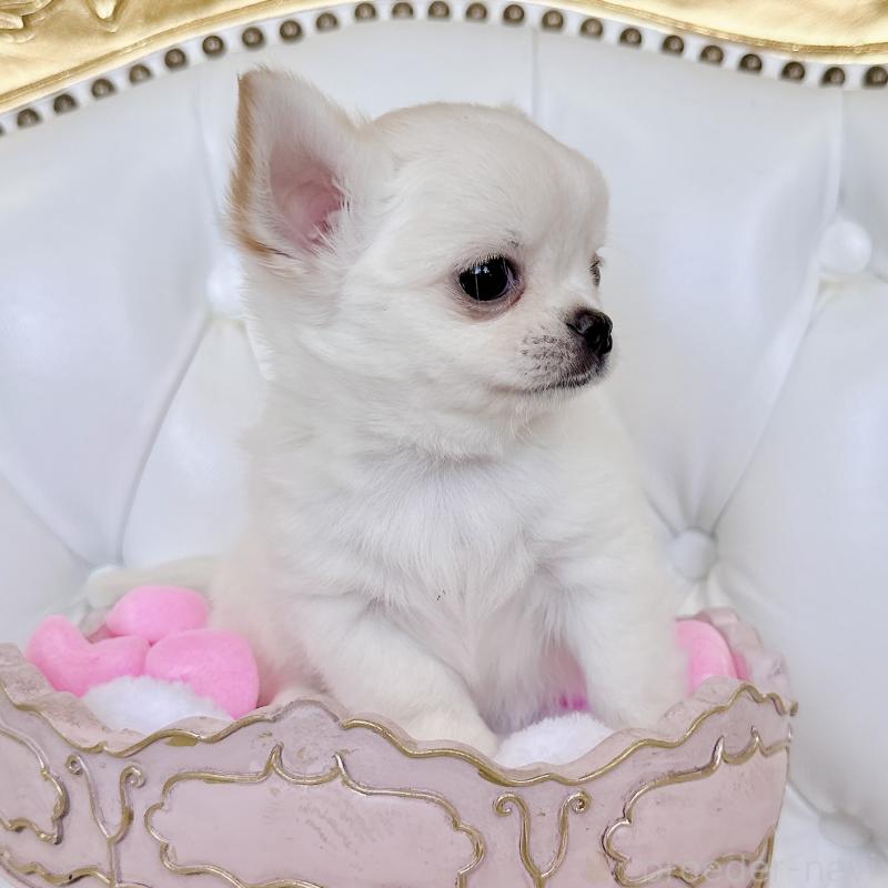 成約済の福岡県のチワワ(ロングコート)-416089の17枚目