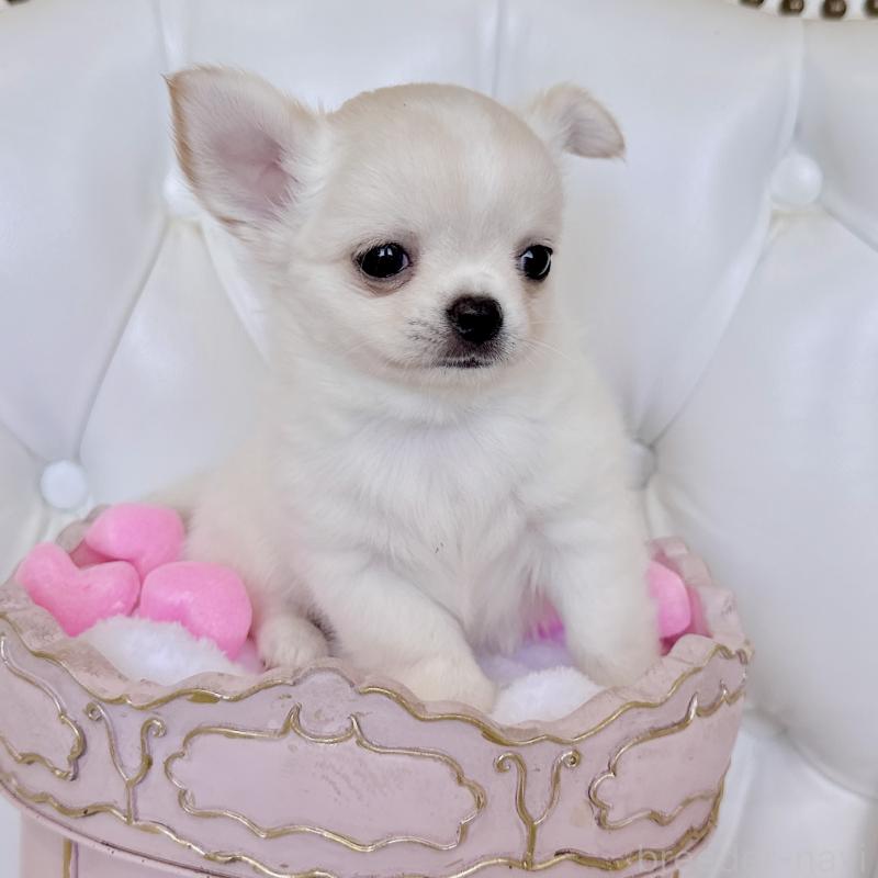 成約済の福岡県のチワワ(ロングコート)-416089の16枚目