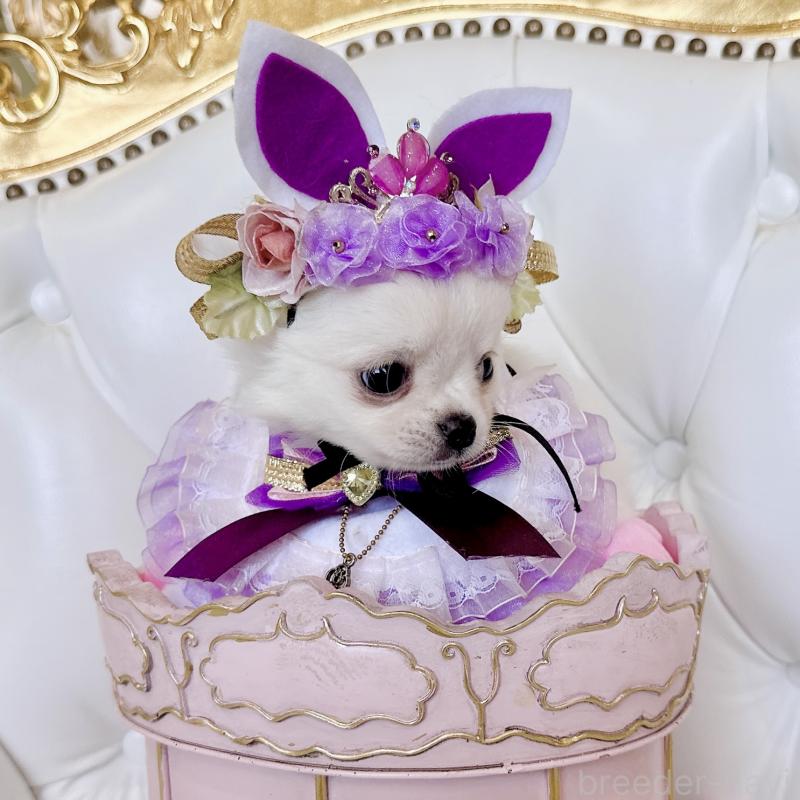 成約済の福岡県のチワワ(ロングコート)-416089の15枚目