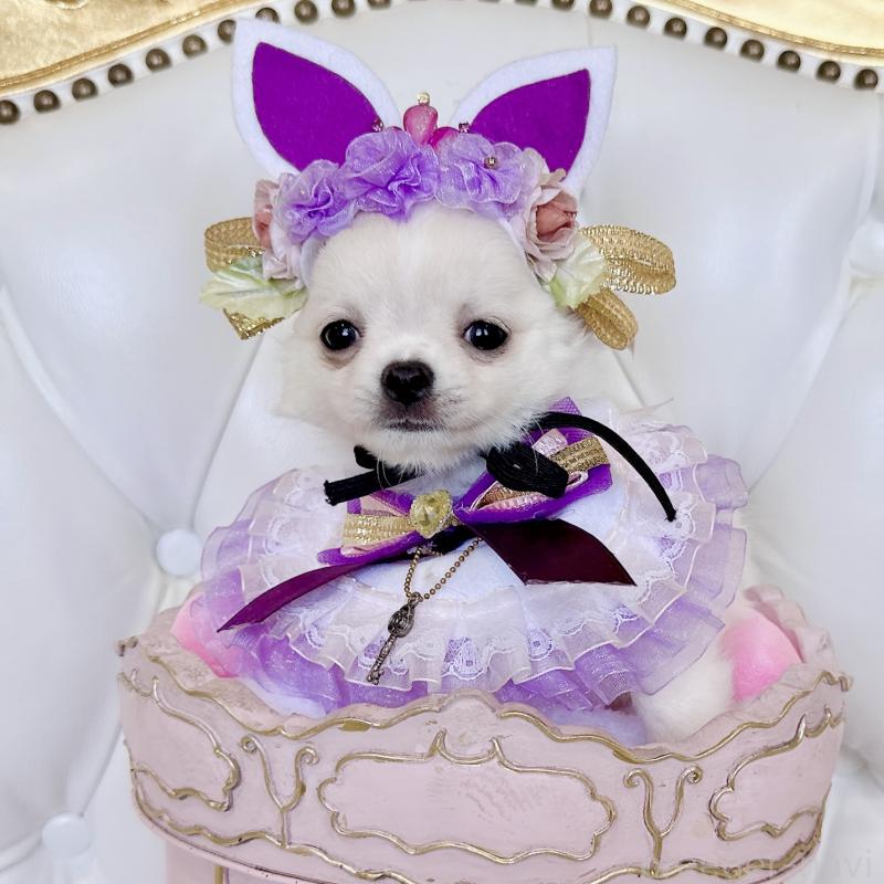 成約済の福岡県のチワワ(ロングコート)-416089の14枚目